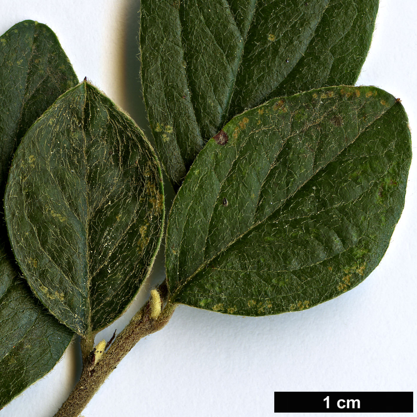 High resolution image: Family: Rosaceae - Genus: Cotoneaster - Taxon: lacrimiformis